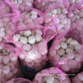New Crop Fresh White Garlic at Wholesale Price